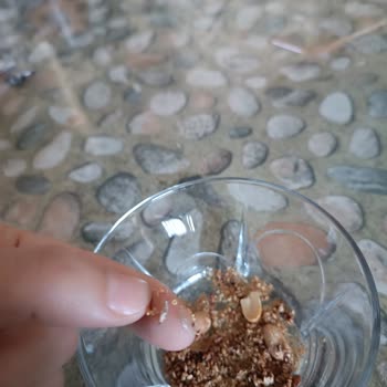 A101'den Aldığım Çerezya Fıstıkların İçinden Böcek Çıkması