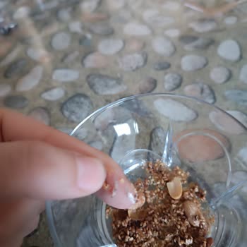 A101'den Aldığım Çerezya Fıstıkların İçinden Böcek Çıkması