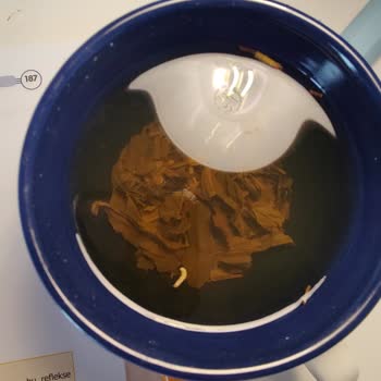 Lüks Çayda Şok Edici Kurt Sürprizi