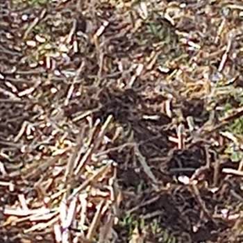 Progen Tohum İlk Tespite Göre Tohum Bozuk