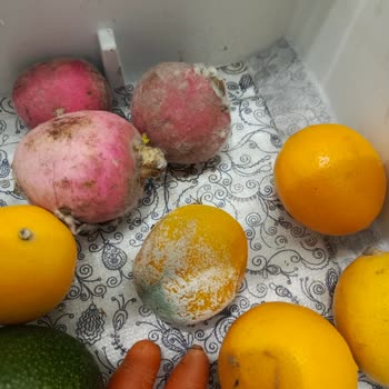 Bosch Buzdolabı Hayal Kırıklığı: Yiyecekler Bozuluyor