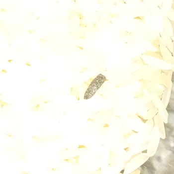 Migros'tan Aldığım Pirinçte Fare Dışkısı Şoku