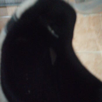 Skechers Ayakkabılarda Yırtılma Ve Koku Sorunu