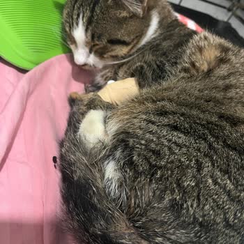 Yanlış Tedavi Ve İhmalkarlık Nedeniyle Kedimizin Hayati Tehlikesi