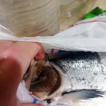 Bayat Balık Ve Kötü Hizmet Deneyimi