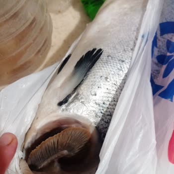 Bayat Balık Ve Kötü Hizmet Deneyimi