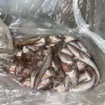 Bozuk Balık Ve İade Sorunu: Gimsa Market Müşteri Memnuniyetsizliği