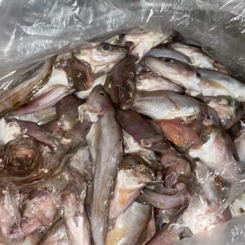 Bozuk Balık Ve İade Sorunu: Gimsa Market Müşteri Memnuniyetsizliği