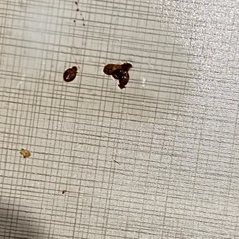 Mondi Home Ürünleri Ve Müşteri Hizmetleri Hayal Kırıklığı