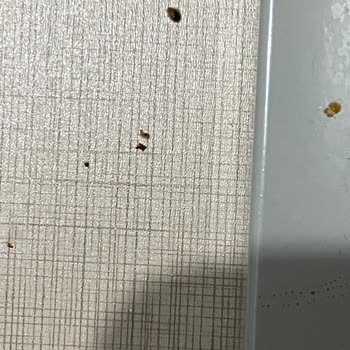 Yatak Odası Takımı Böcek Sorunu