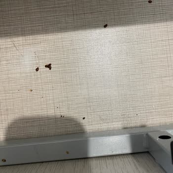 Yatak Odası Takımı Böcek Sorunu