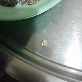 Şok Marketten Aldığım Çekirdekte Salyangoz Kabusu