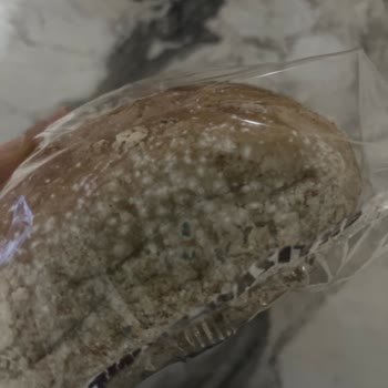 Küflü Ekmek Ve Sağlık Riski