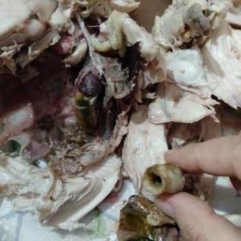 Hastavuk Piliçte Şüpheli Görüntü Ve Koku Sorunu