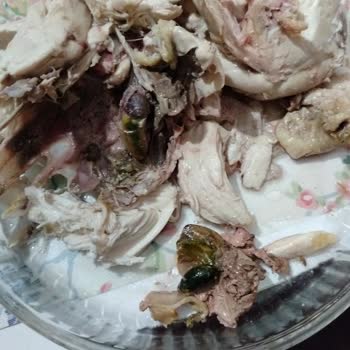 Hastavuk Piliçte Şüpheli Görüntü Ve Koku Sorunu