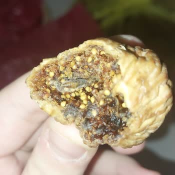 Tariş Kuru İncir Kurtlu Olması