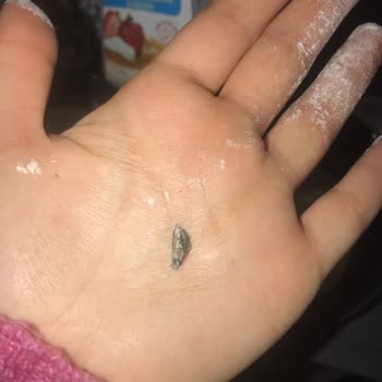 Waffle Karışımında Böcek Şoku: Denetim İstiyoruz