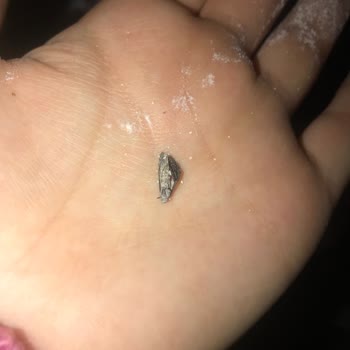 Waffle Karışımında Böcek Şoku: Denetim İstiyoruz