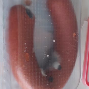 Maret Sucukta Beklenmedik Küflenme Sorunu