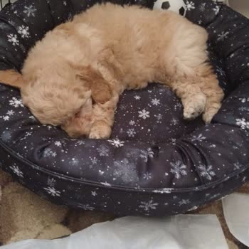 Teleskop Akvaryum Aldığımız Köpekler Hasta Çıktı Ve Kötü Muamele Gördük