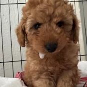 Teleskop Akvaryum Aldığımız Köpekler Hasta Çıktı Ve Kötü Muamele Gördük