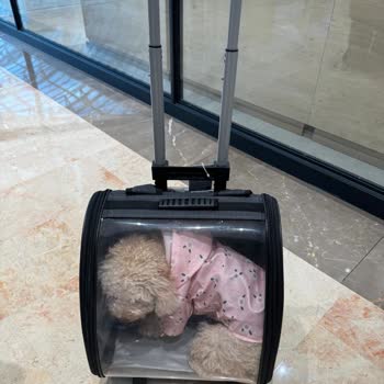 İstinyePark AVM'de Evcil Hayvan İçin Uygun Taşıma Çantası Eksikliği