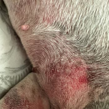Vetcenter Veteriner Tıp Merkezi (Zeytinburnu) Verdikleri Serumlar İle Evladımın İçini Yaktılar