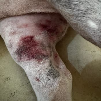 Vetcenter Veteriner Tıp Merkezi (Zeytinburnu) Verdikleri Serumlar İle Evladımın İçini Yaktılar