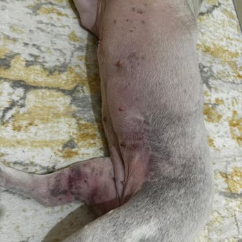 Vetcenter Veteriner Tıp Merkezi (Zeytinburnu) Verdikleri Serumlar İle Evladımın İçini Yaktılar