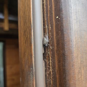 Kartepe Yeşil Düş Vadisi Bungalov Tatilinde Böcek Sorunu Ve İade Krizi