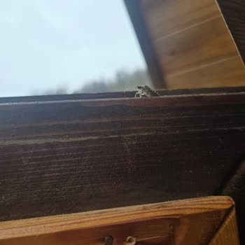 Kartepe Yeşil Düş Vadisi Bungalov Tatilinde Böcek Sorunu Ve İade Krizi