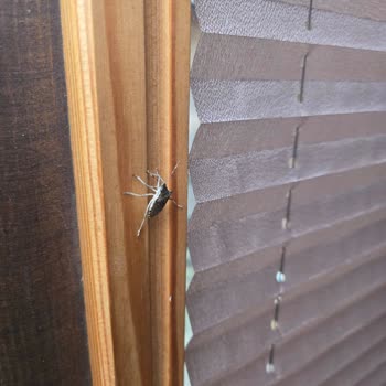 Kartepe Yeşil Düş Vadisi Bungalov Tatilinde Böcek Sorunu Ve İade Krizi