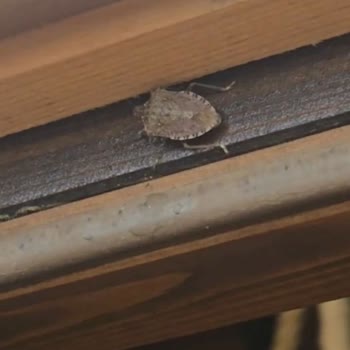 Kartepe Yeşil Düş Vadisi Bungalov Tatilinde Böcek Sorunu Ve İade Krizi