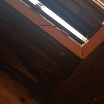 Kartepe Yeşil Düş Vadisi Bungalov Tatilinde Böcek Sorunu Ve İade Krizi