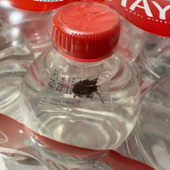 Kapalı Su Şişesinde Böcek Şoku!