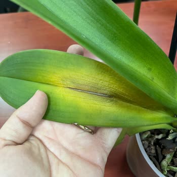 Çiçek Sepeti'nde Orkide Skandalı: Yanlış Ürün Ve Yetersiz Çözüm