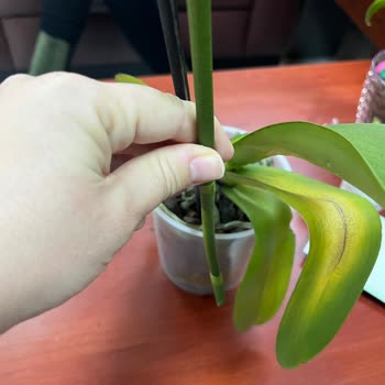 Çiçek Sepeti'nde Orkide Skandalı: Yanlış Ürün Ve Yetersiz Çözüm