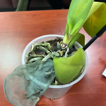 Çiçek Sepeti'nde Orkide Skandalı: Yanlış Ürün Ve Yetersiz Çözüm