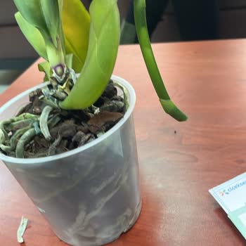 Çiçek Sepeti'nde Orkide Skandalı: Yanlış Ürün Ve Yetersiz Çözüm