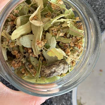 Greenwood Marka Ihlamurda Hijyen Sorunu