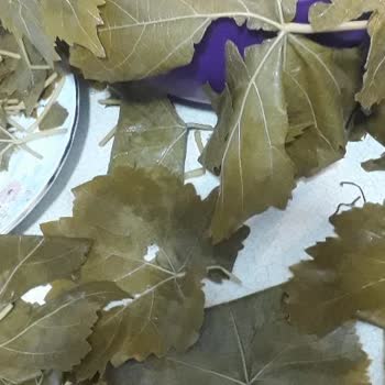 Koy Mahsulleri'nden Aldığım Kalitesiz Yapraklar