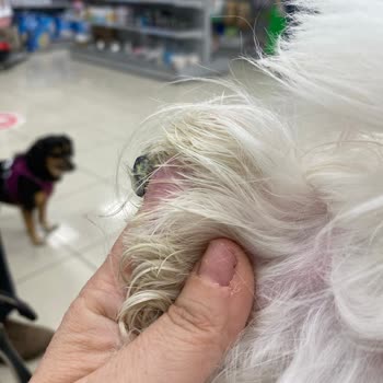 Köpeğimin Kulak Ucu Koptu: Lou Lou'da Güvenlik Skandalı