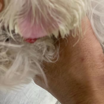 Köpeğimin Kulak Ucu Koptu: Lou Lou'da Güvenlik Skandalı