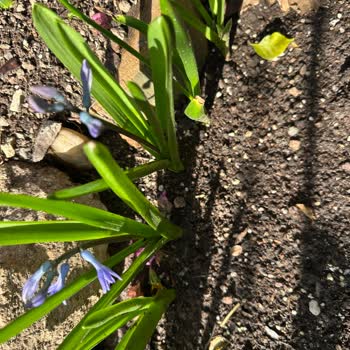 Trendyol Bitki Soğanı Renk Sorunu Ve İade Politikası!