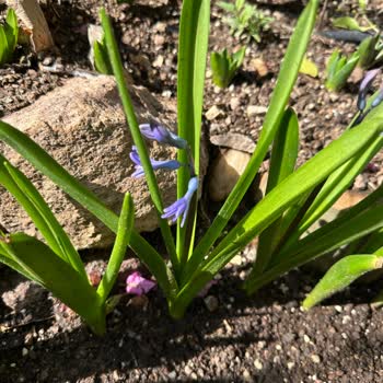 Trendyol Bitki Soğanı Renk Sorunu Ve İade Politikası!