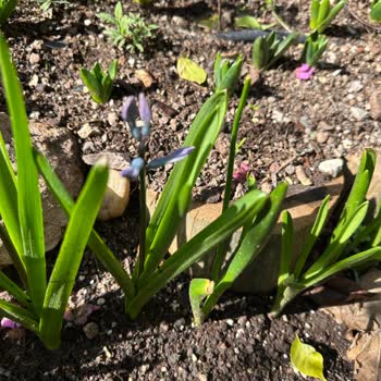 Trendyol Bitki Soğanı Renk Sorunu Ve İade Politikası!