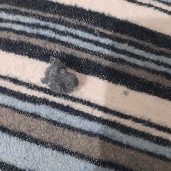 English Home Battaniyeleri: Tüy Sorunu Ve Hayal Kırıklığı