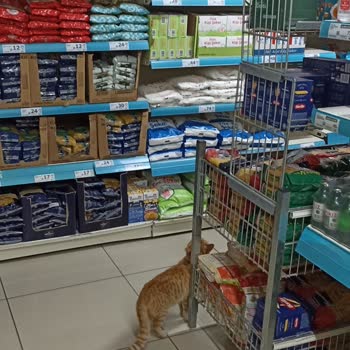 A101 Şubesinde Hijyen Sorunu: Kediler İçeri Alınıyor