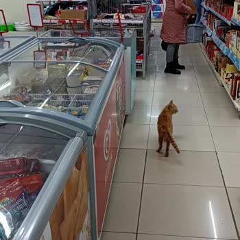 A101 Şubesinde Hijyen Sorunu: Kediler İçeri Alınıyor