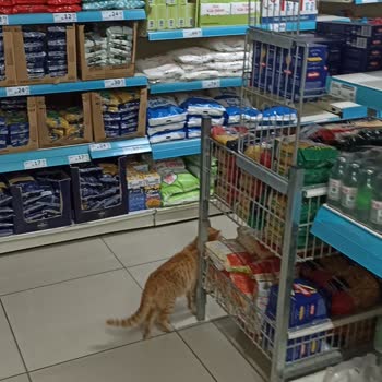 A101 Şubesinde Hijyen Sorunu: Kediler İçeri Alınıyor